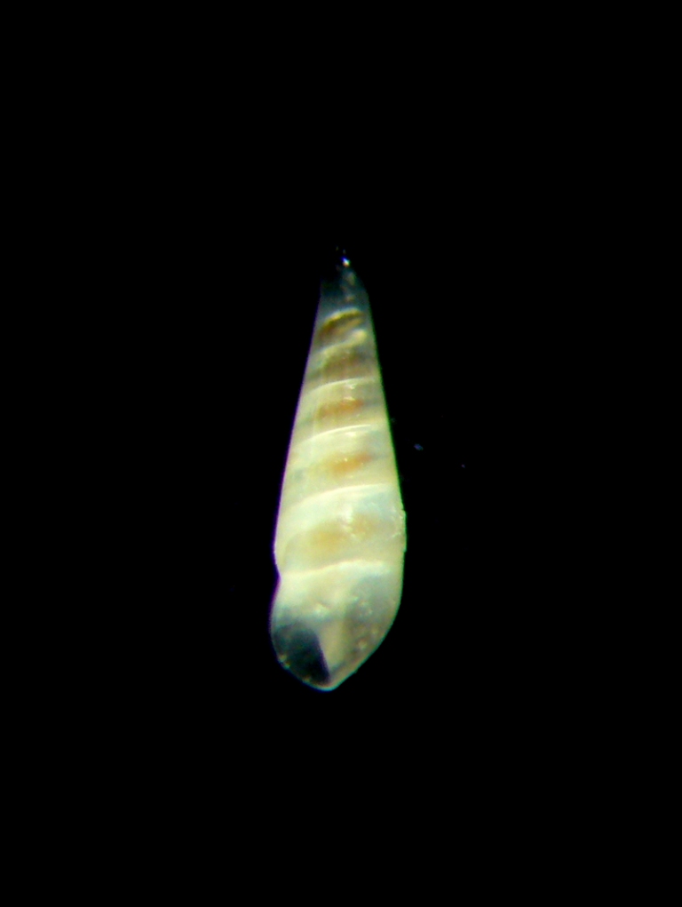 Melanella glypta?